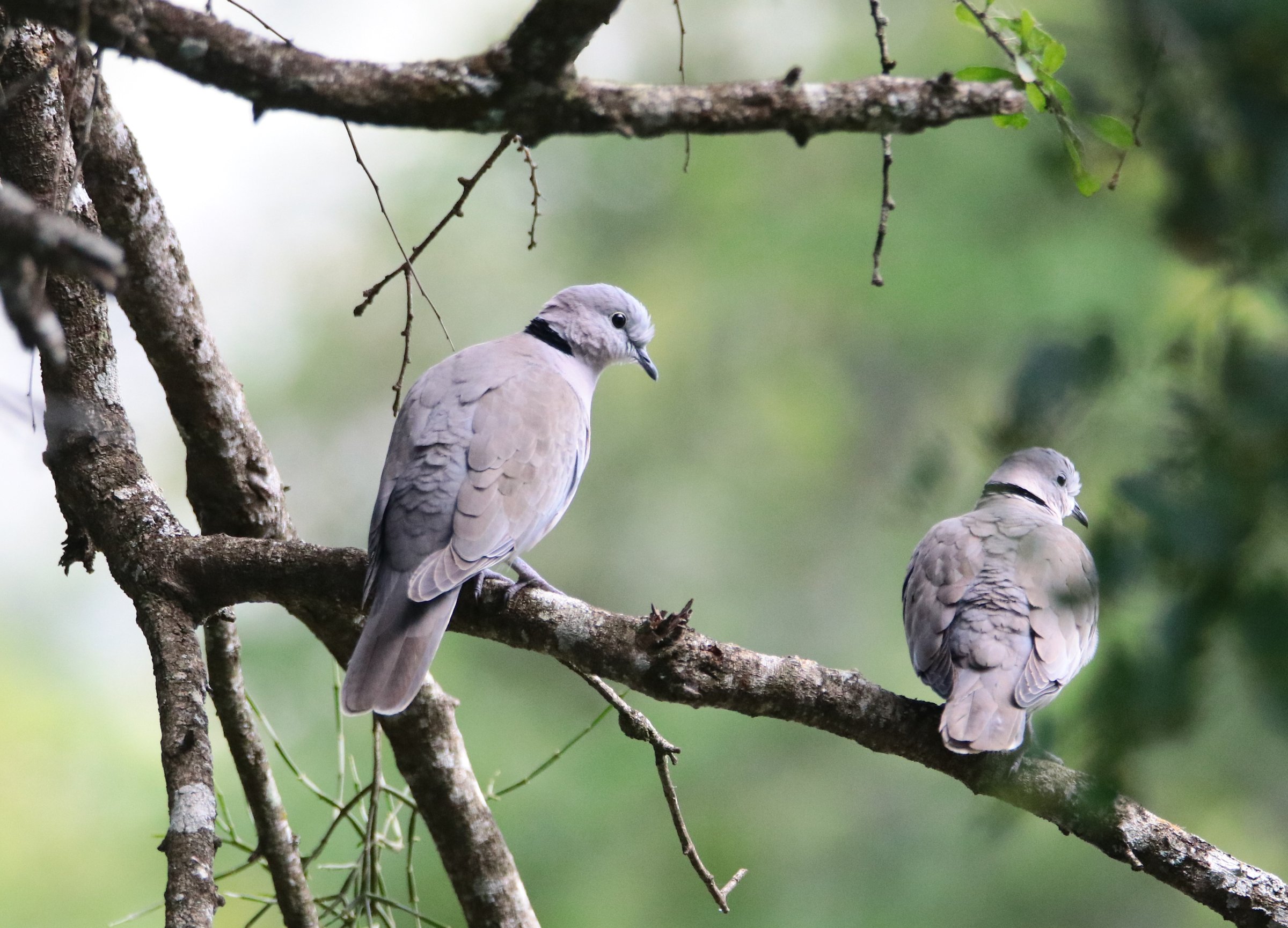 ConQuest Adventures Ltd