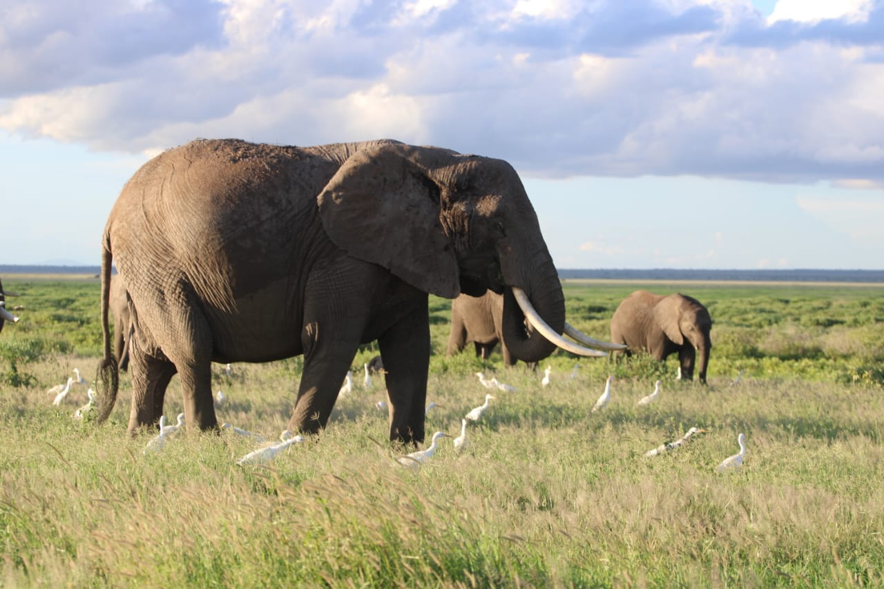 Avadan Safaris Limited