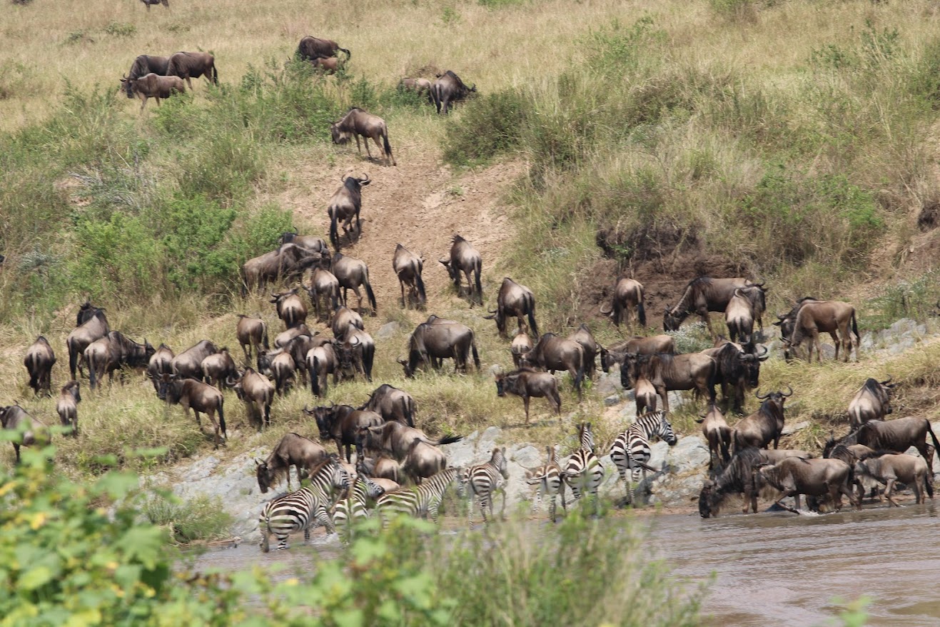 Avadan Safaris Limited