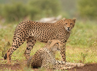 UNFOLD Hidden Nature