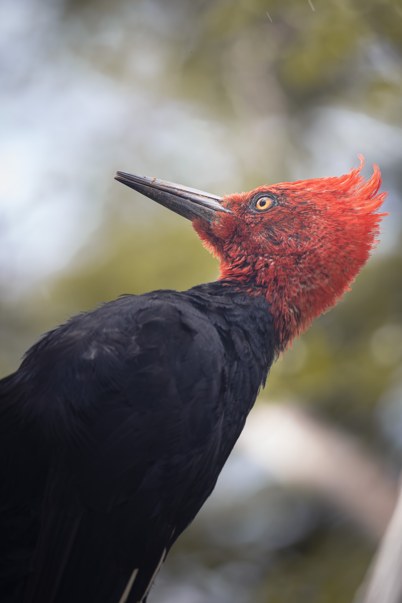 kali travels and adventures