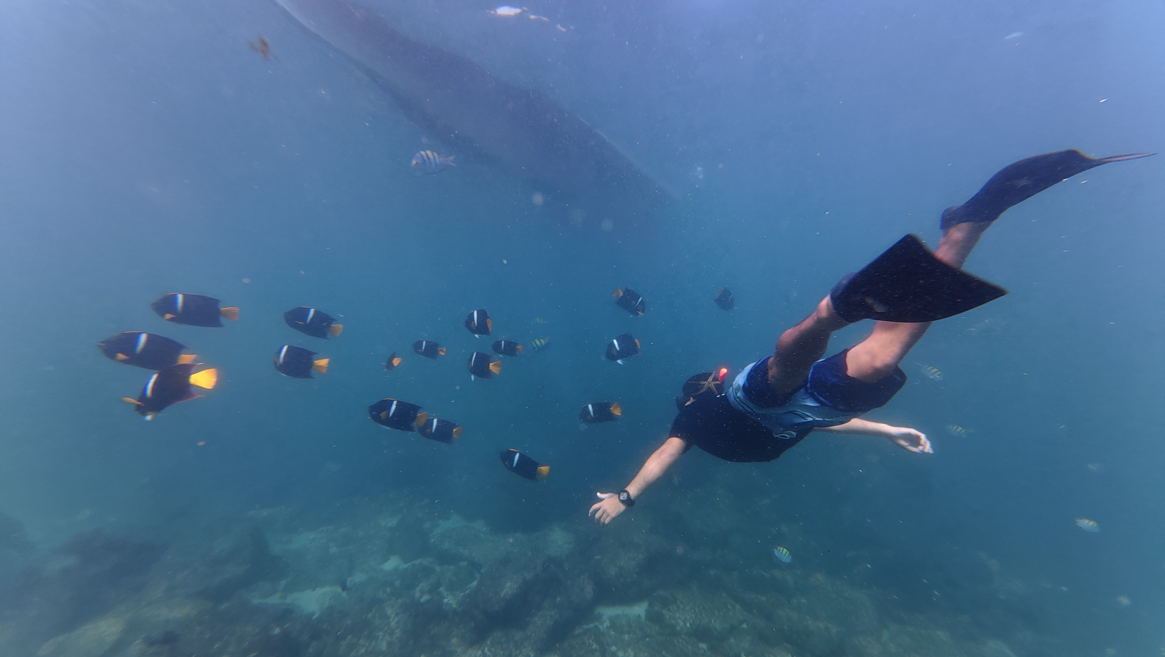 PuertoVallartaExperience