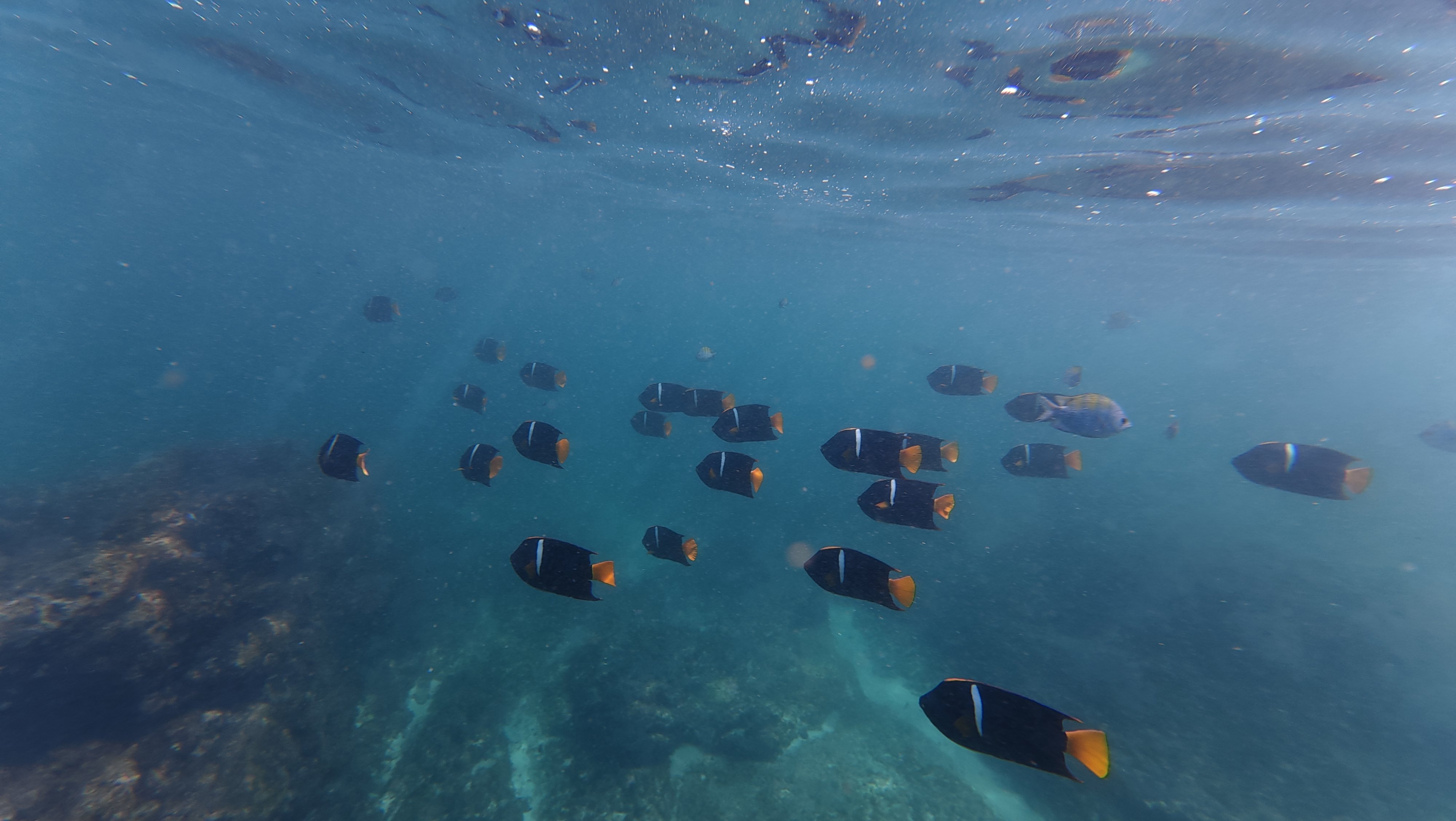 PuertoVallartaExperience