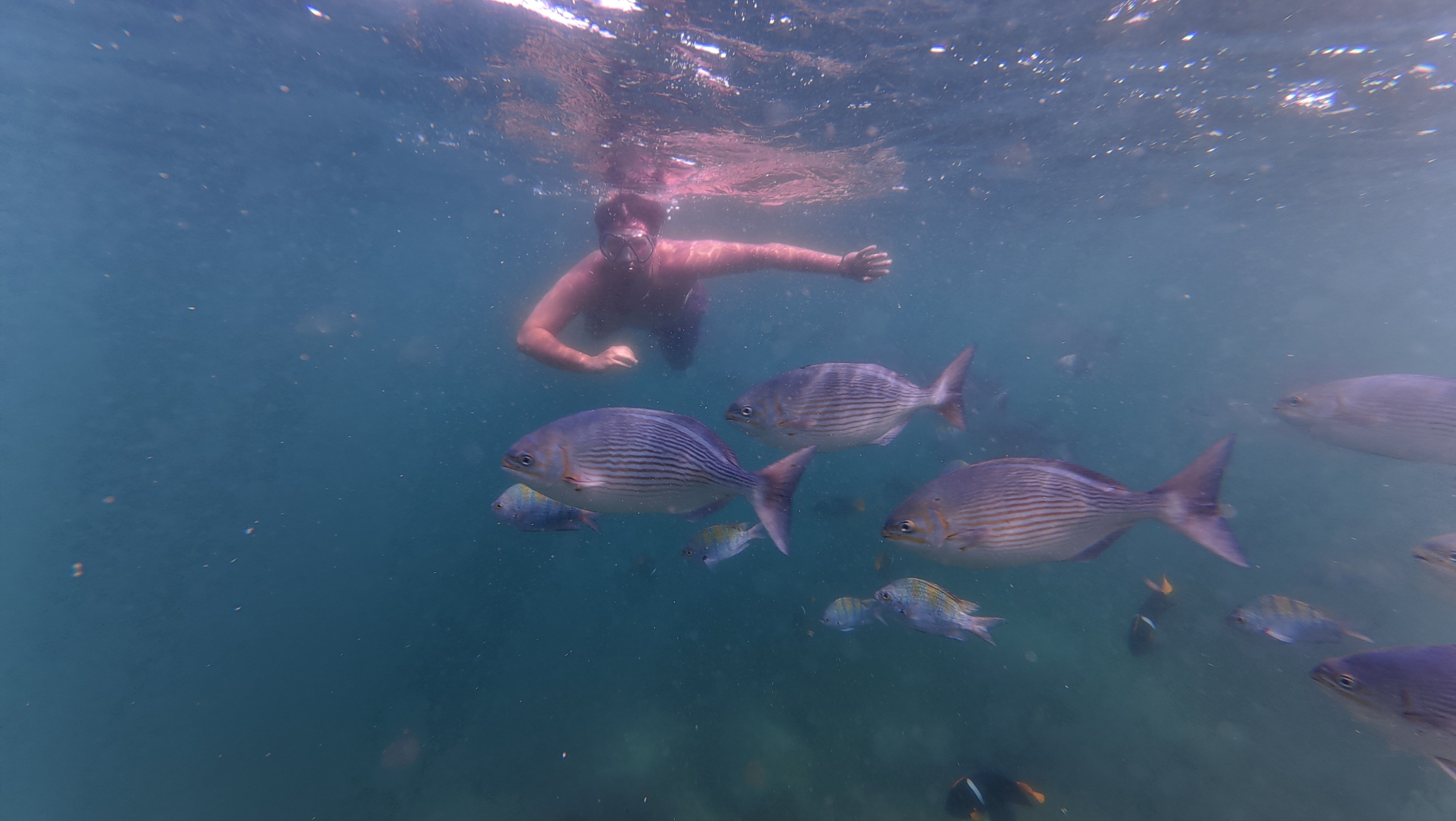 PuertoVallartaExperience