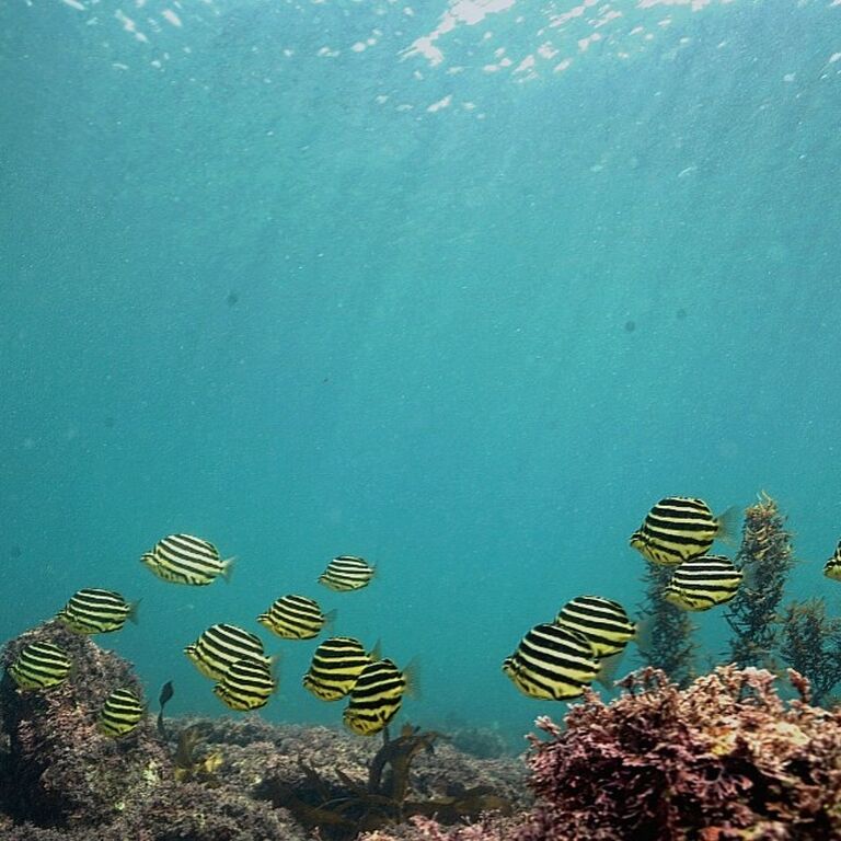Seongsan Scuba