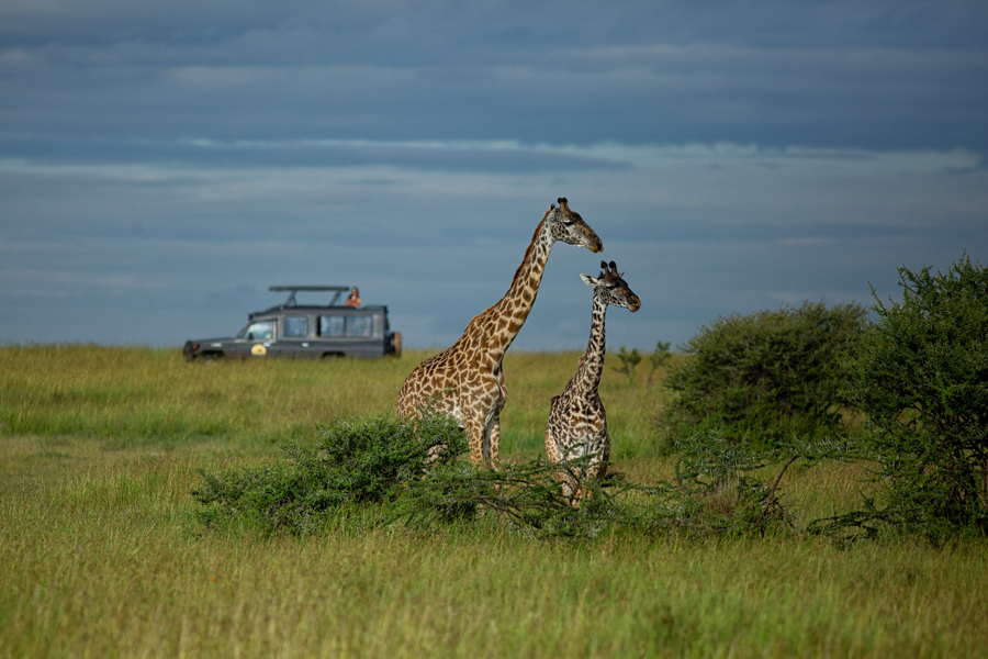 MATEA TOURS & SAFARIS