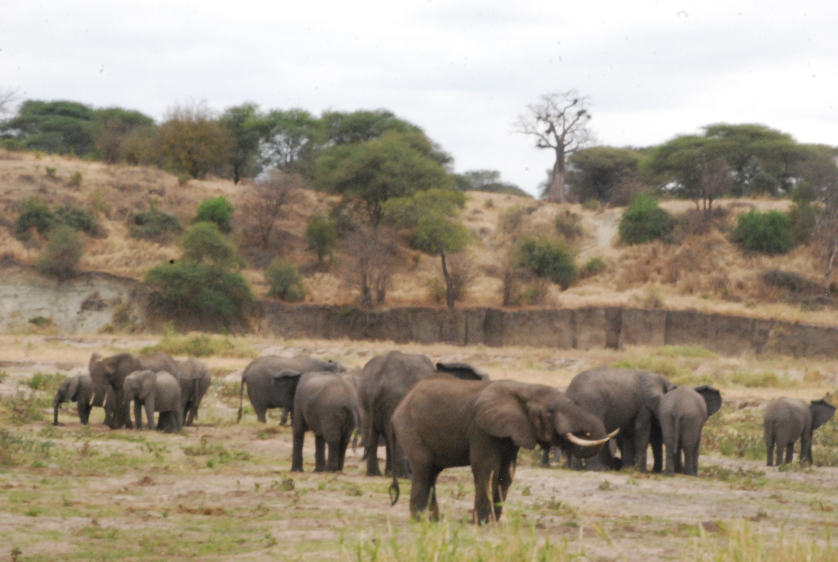 MATEA TOURS & SAFARIS