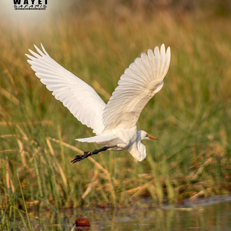 Okavango Delta Botswana