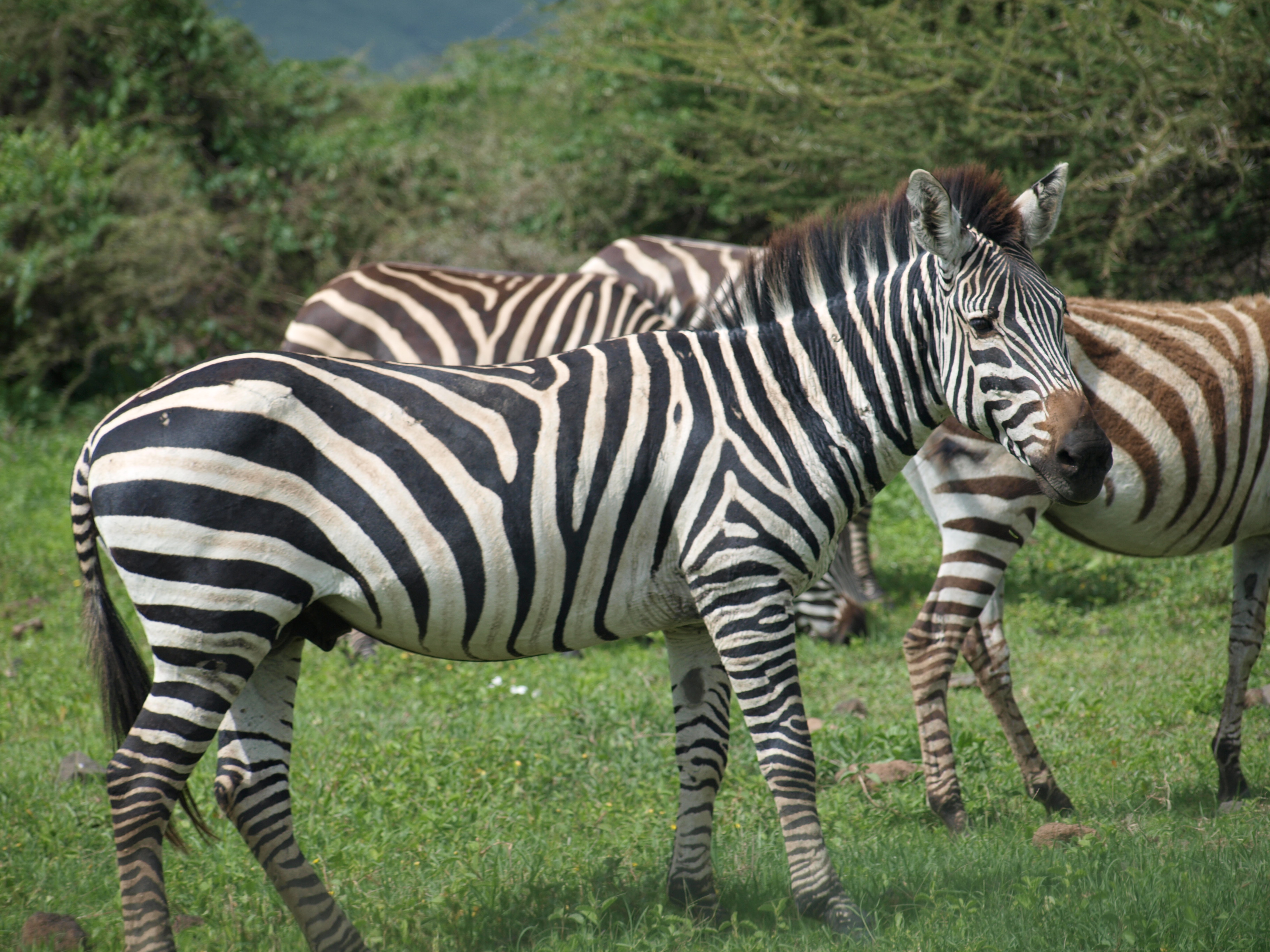 Life4africa Safari Limited Tan