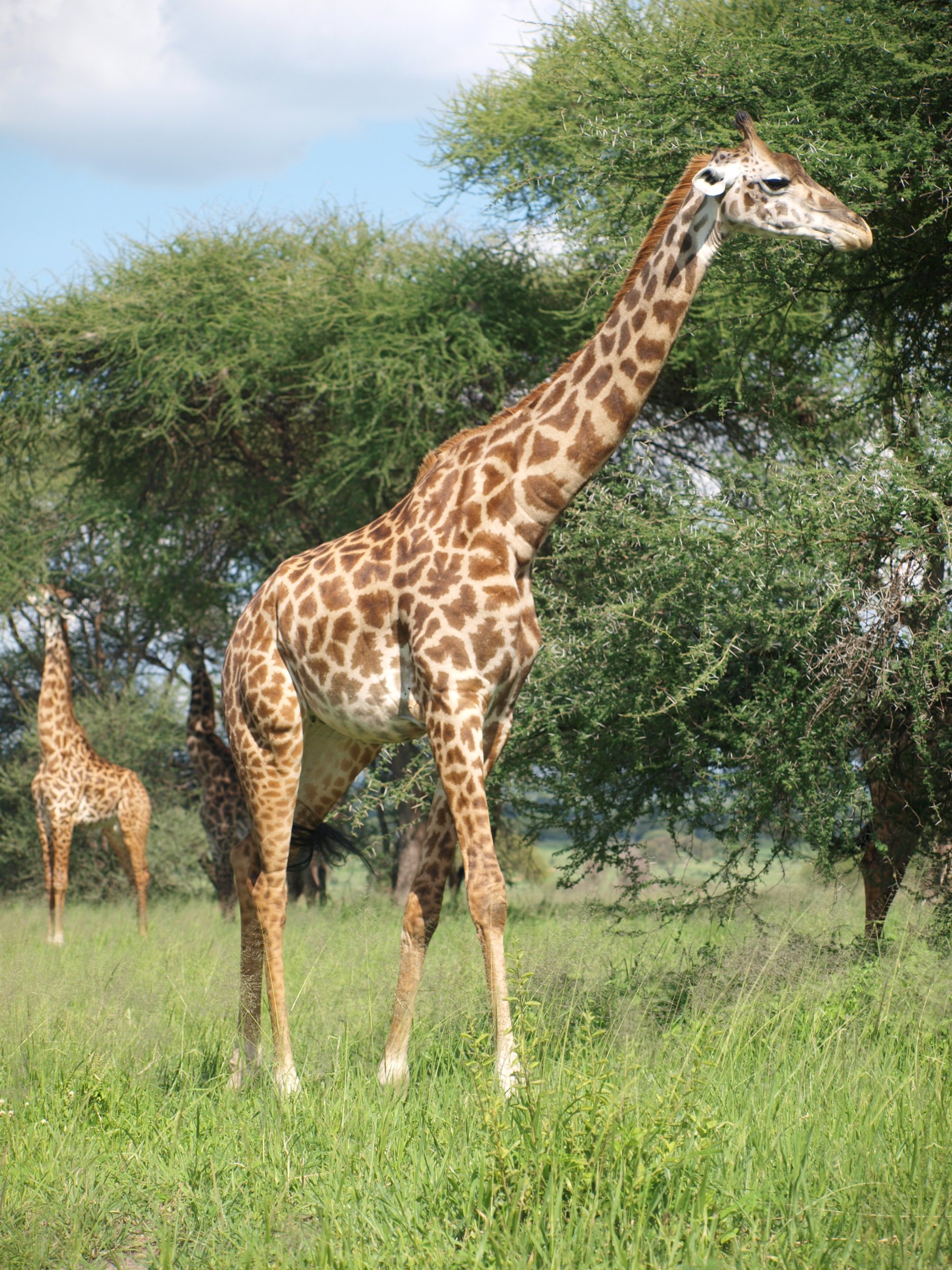 Life4africa Safari Limited Tan