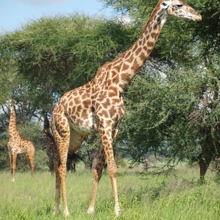 Life4africa Safari Limited Tan