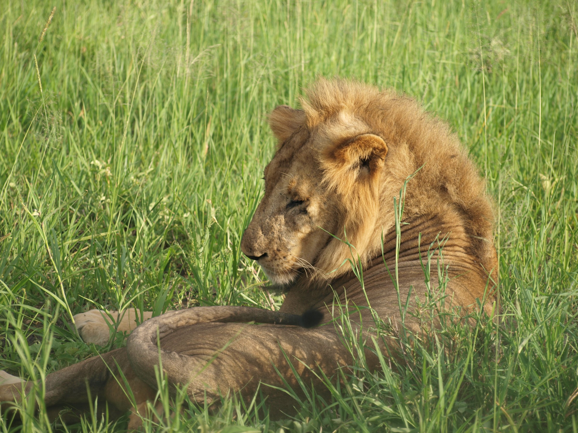 Life4africa Safari Limited Tan