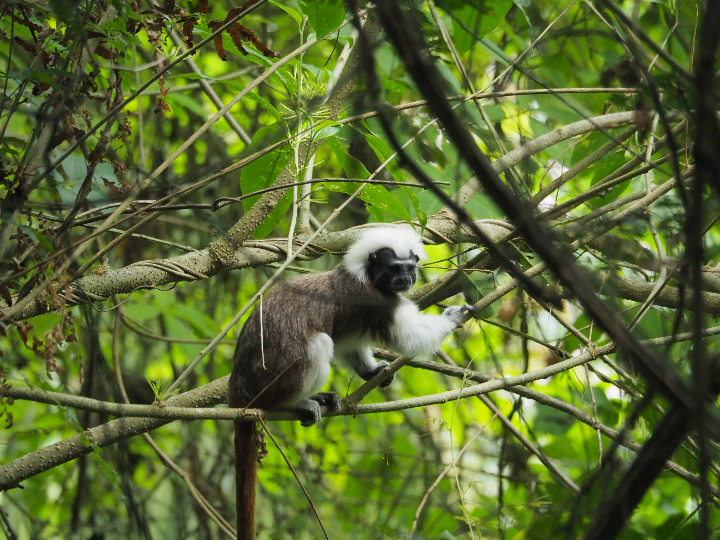 Trekking Santa Marta