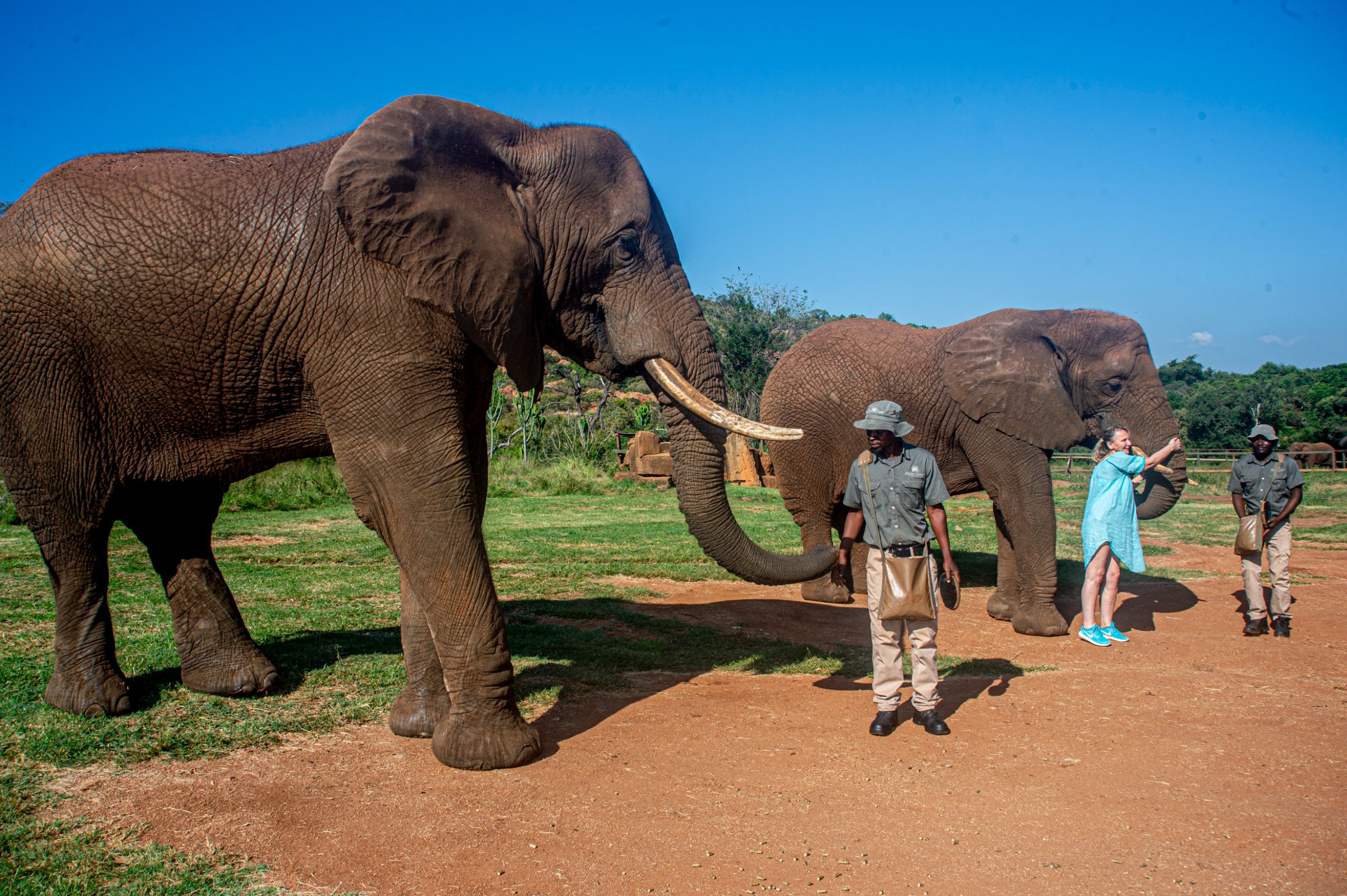 The Elephant Sanctuary