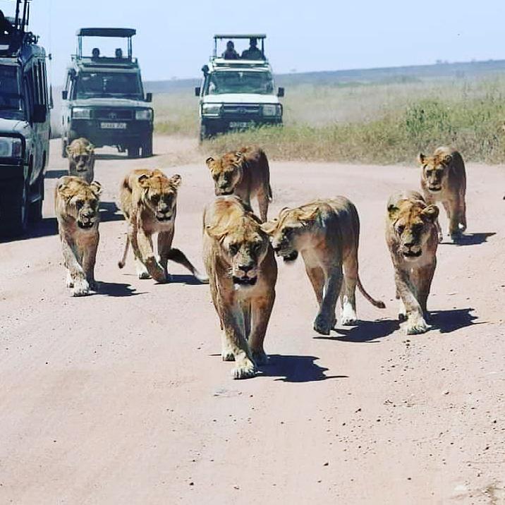 LASI TOURS AND SAFARIS