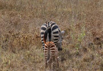 LASI TOURS AND SAFARIS