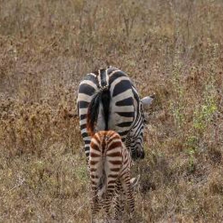 LASI TOURS AND SAFARIS