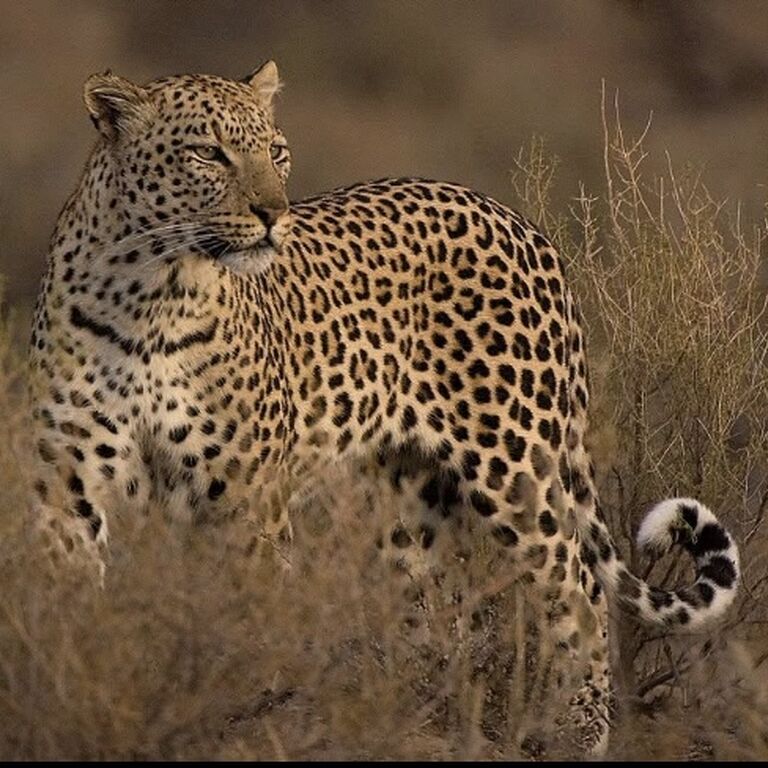 Africa Austral tours & safaris