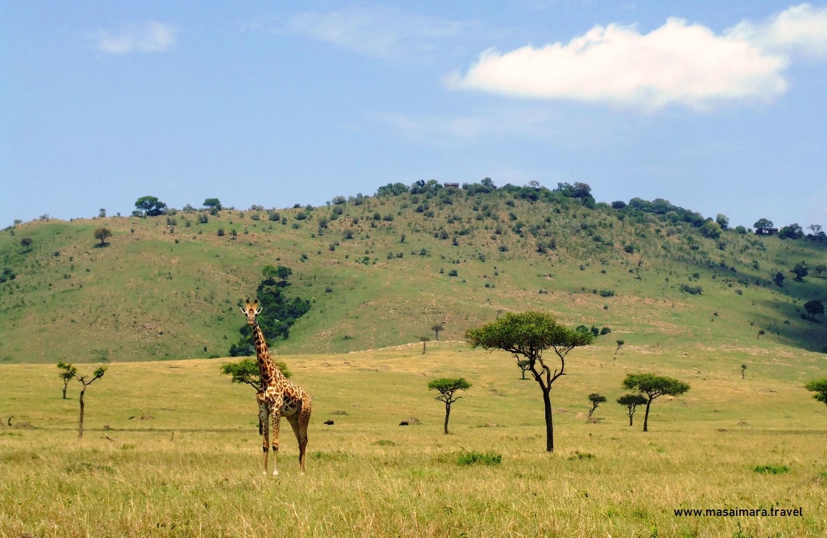 Kairi Tours & Safaris