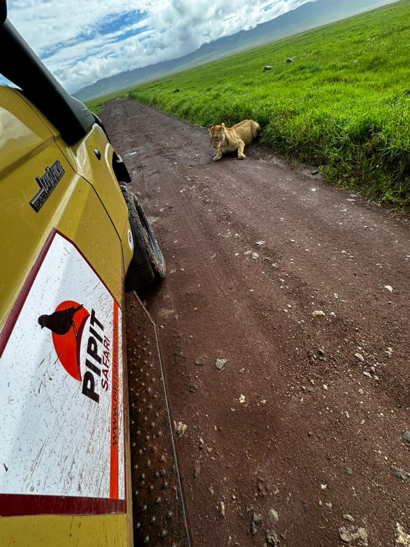 Pipit Tours and Safaris
