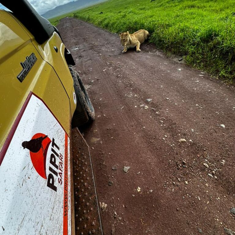 Pipit Tours and Safaris