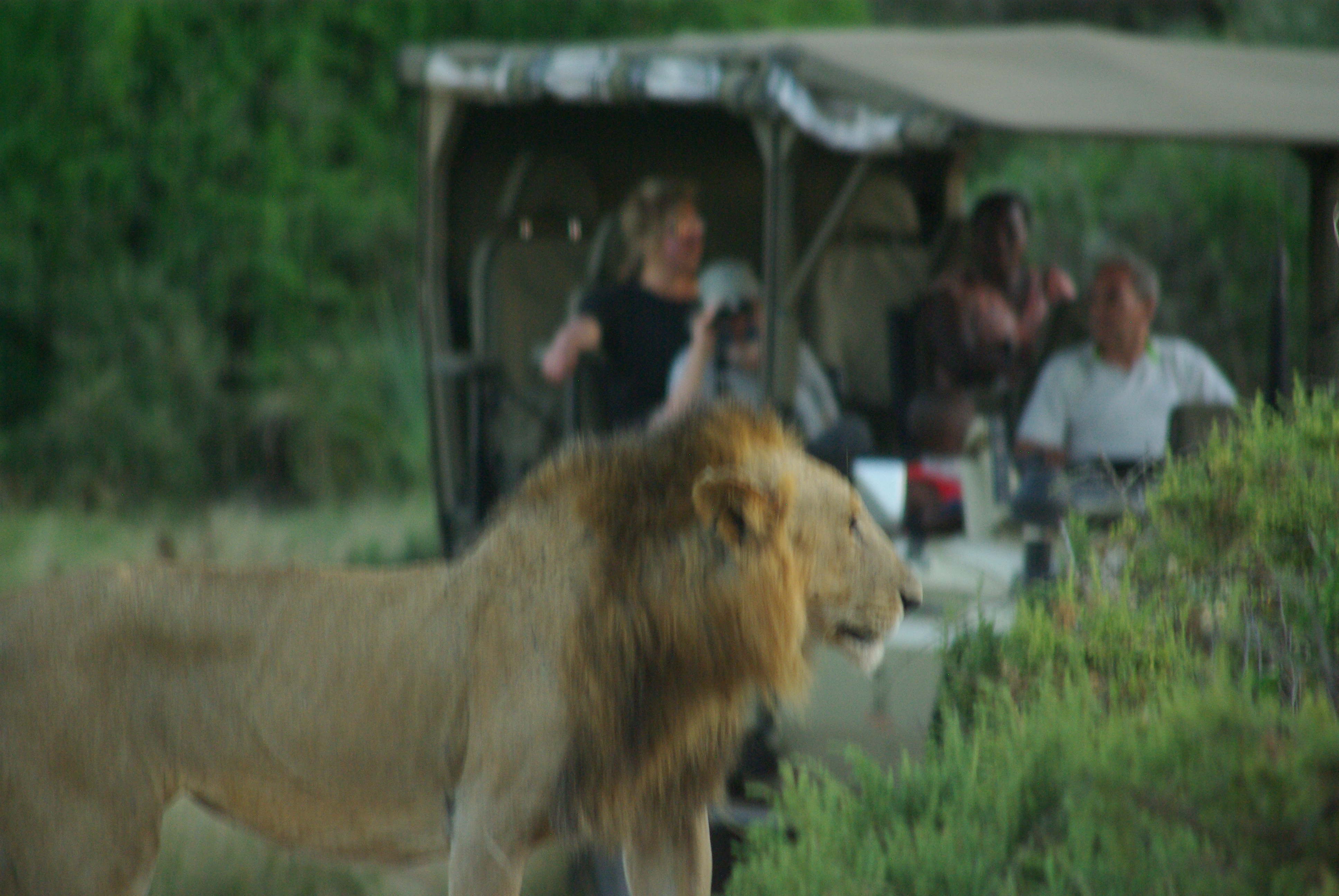 Africa vision safari