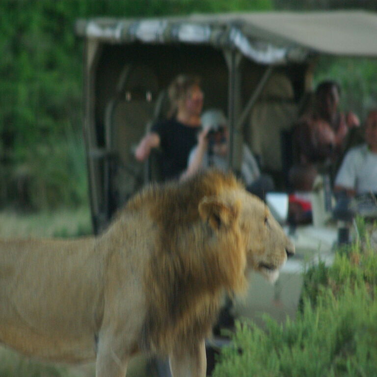 Africa vision safari