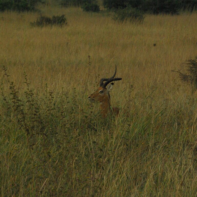Africa vision safari
