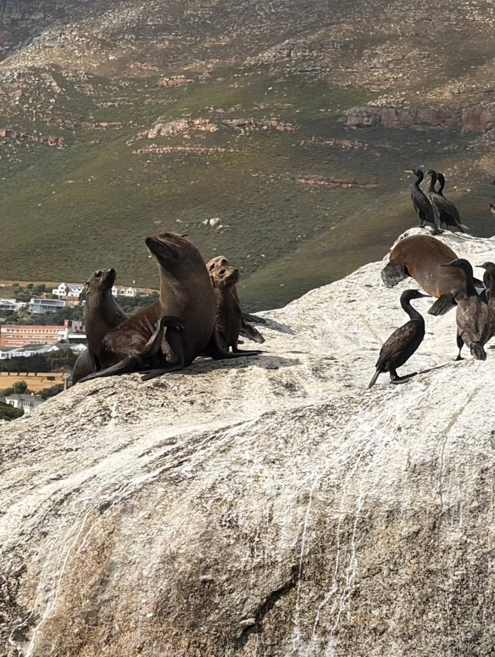 Cape Town Penguin Paddle