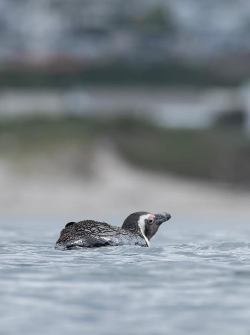 Cape Town Penguin Paddle