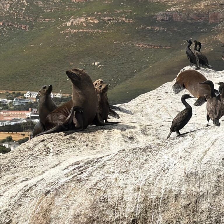 Cape Town Penguin Paddle