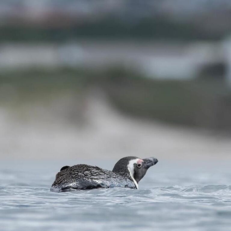 Cape Town Penguin Paddle