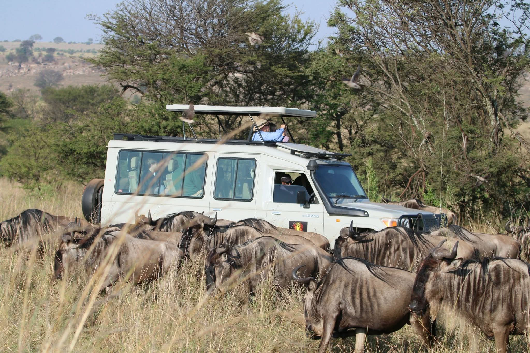 Tanzania Safari Collection