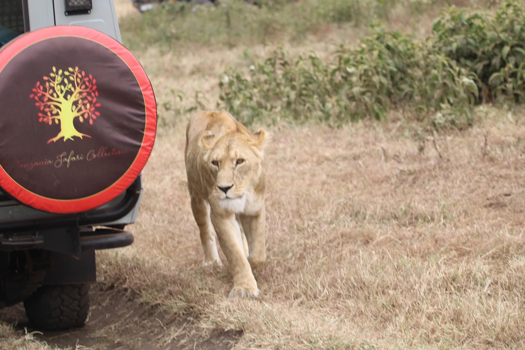Tanzania Safari Collection