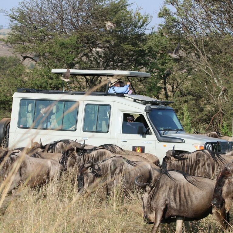 Tanzania Safari Collection