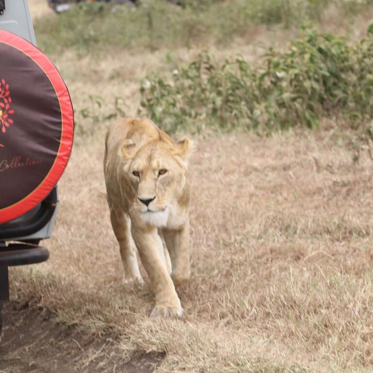 Tanzania Safari Collection