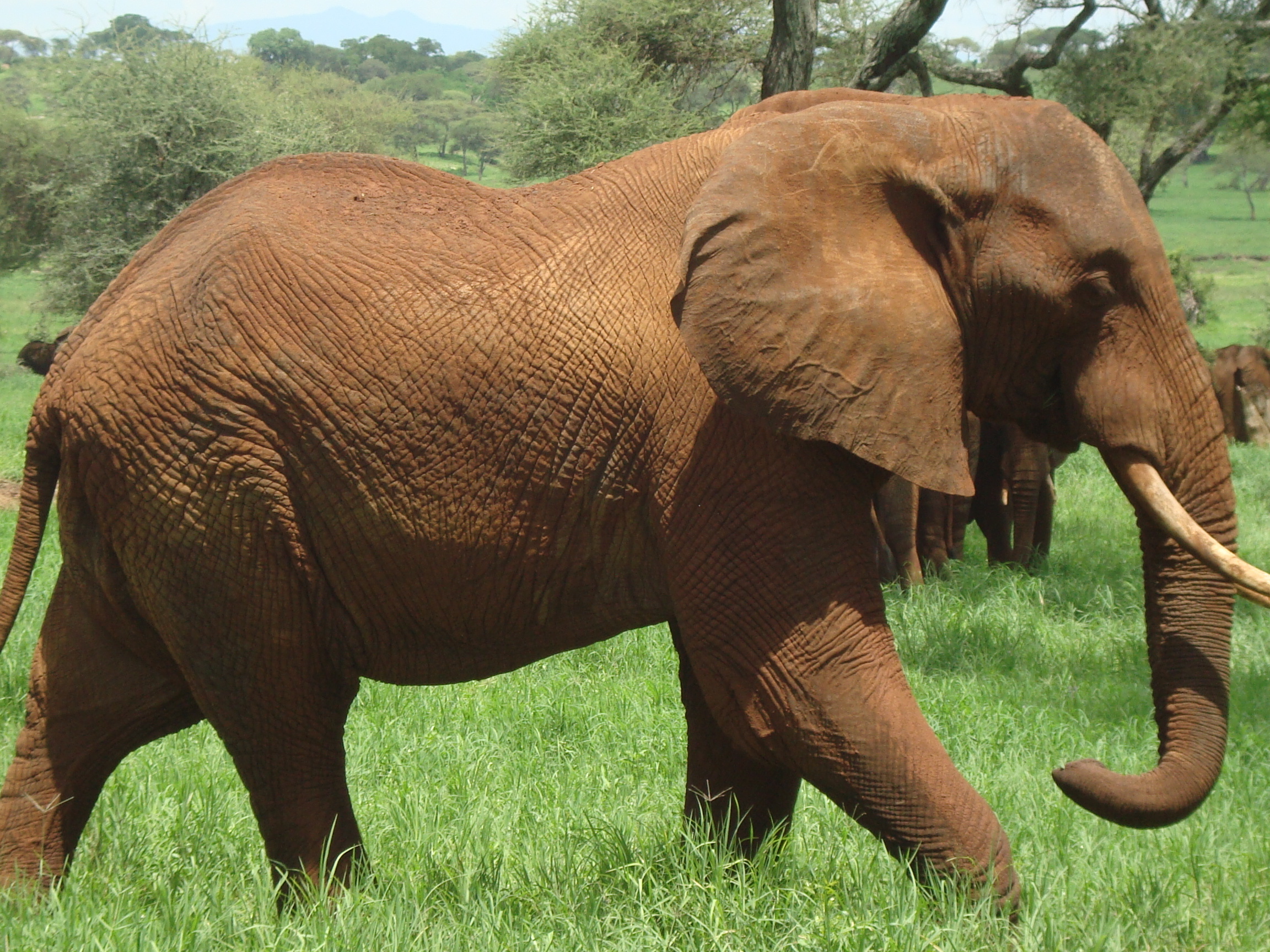 Destination reve safaris