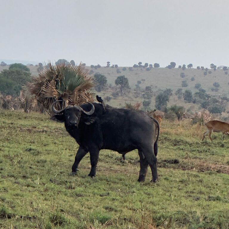 OMANGWA SAFARIS LTD