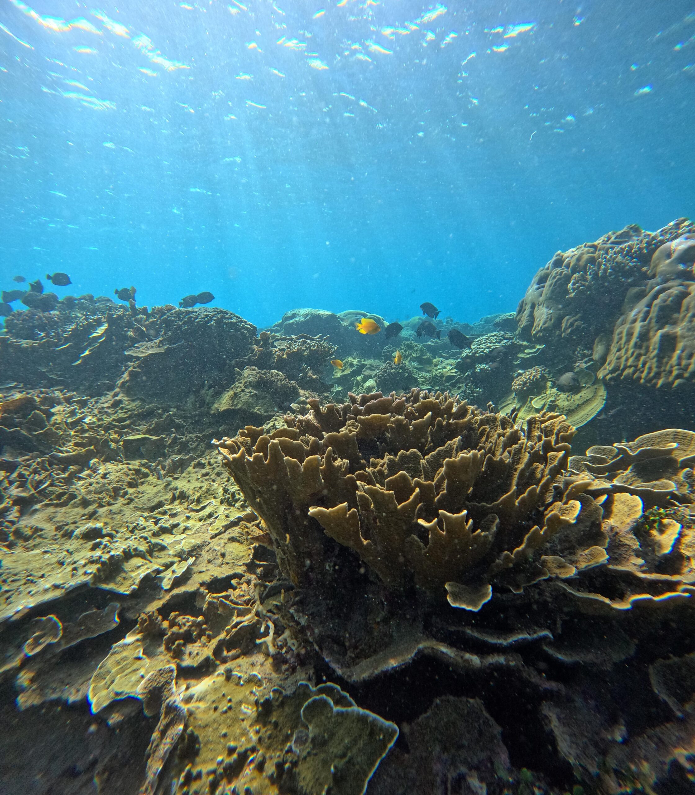 Amed Snorkeling & Scooter Rent