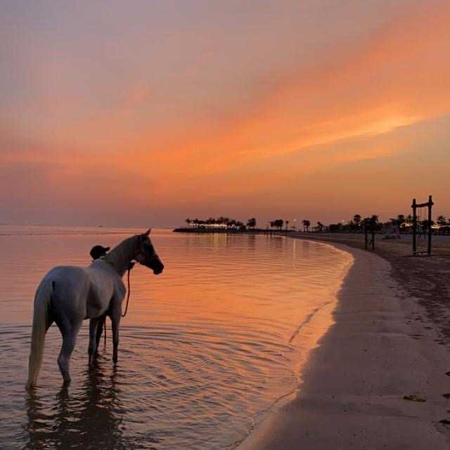 Abu Dhabi: Beach Horse Riding