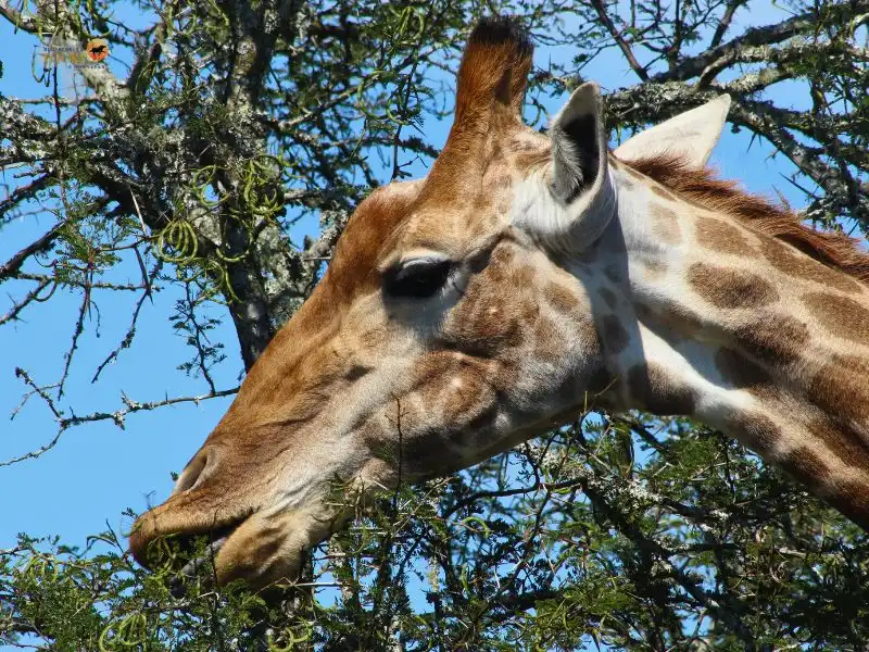 Blu-Pebbles Tours & Transfer