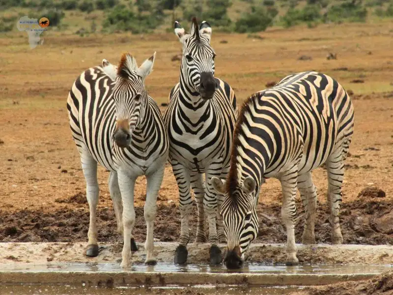 Blu-Pebbles Tours & Transfer