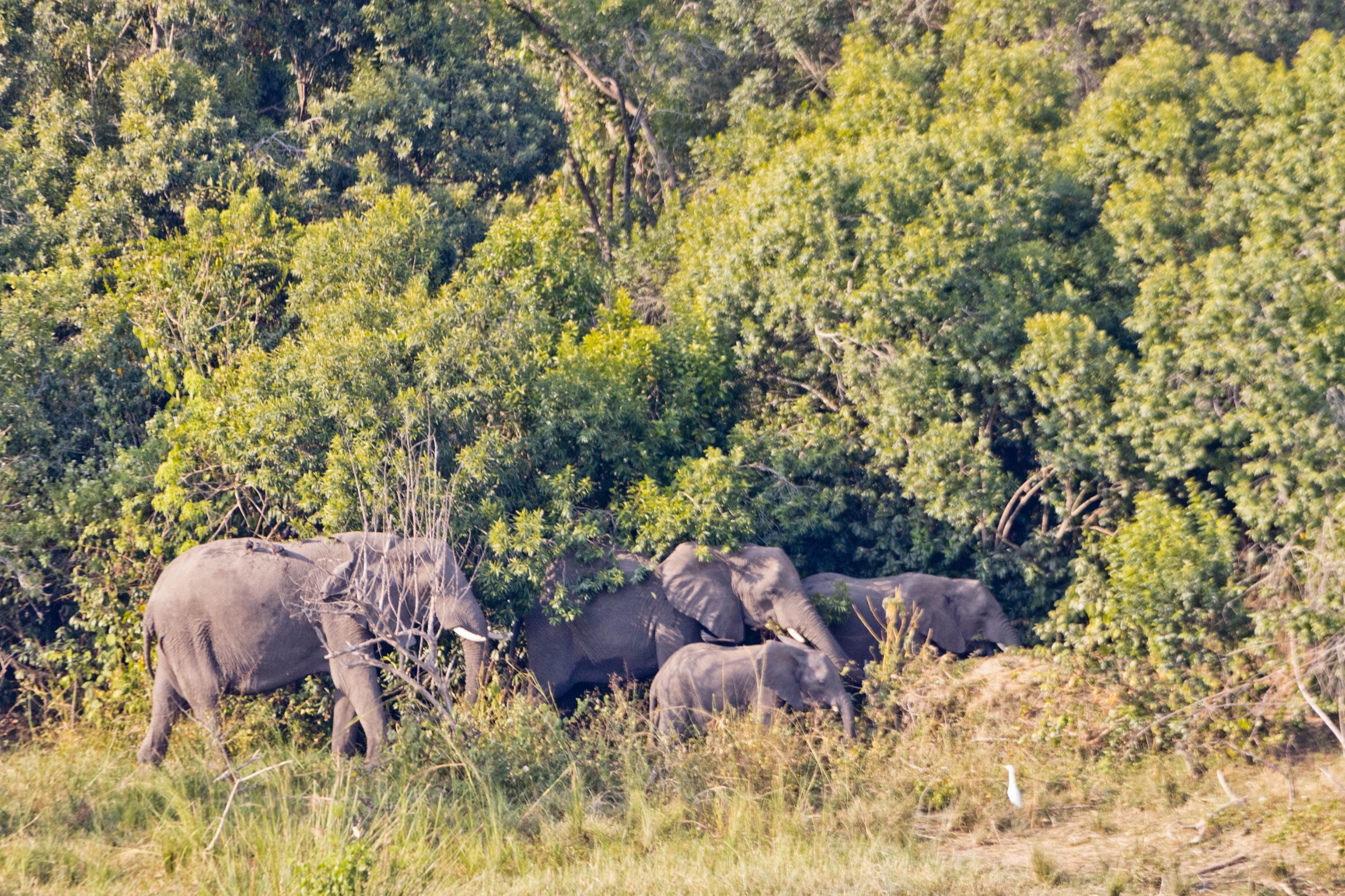 AMAZING GORILLA SAFARIS