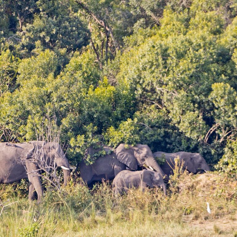 AMAZING GORILLA SAFARIS