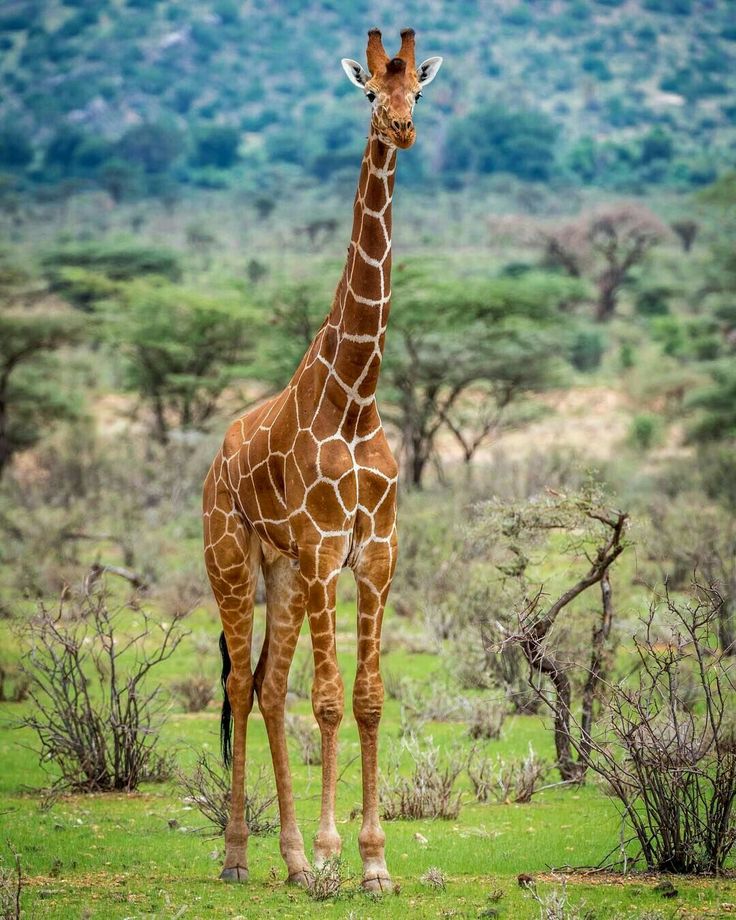 Munzat Safaris
