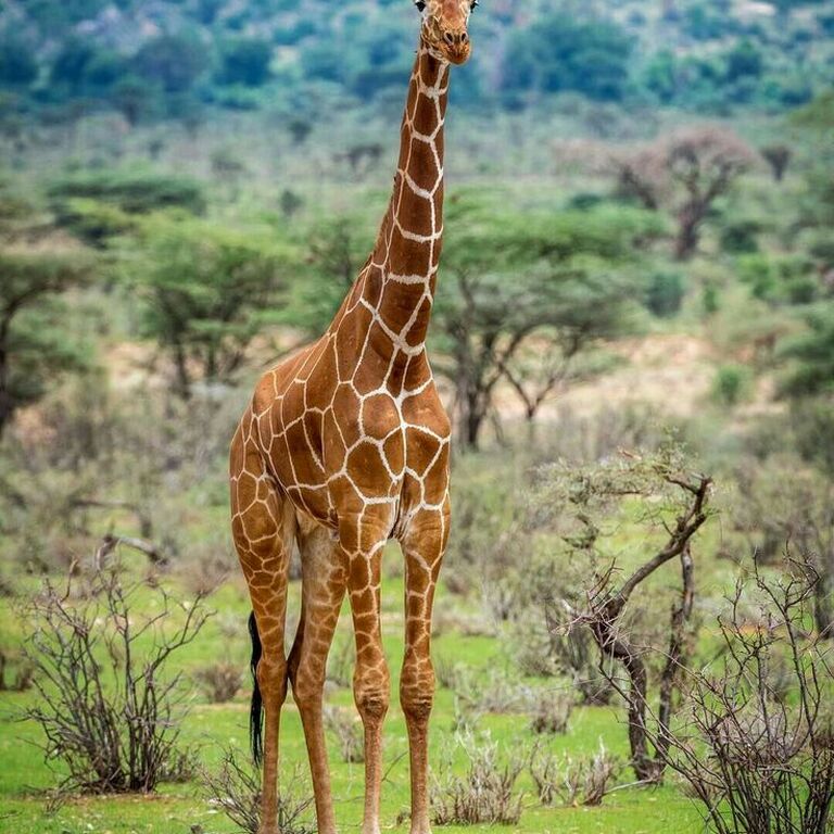 Munzat Safaris
