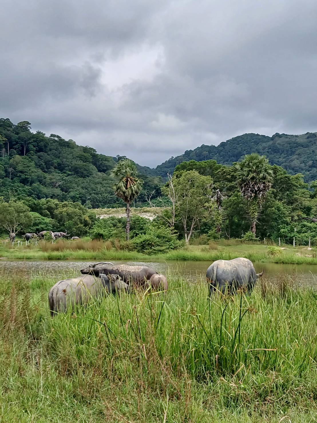 Freedom Elephant Reserve Phuket