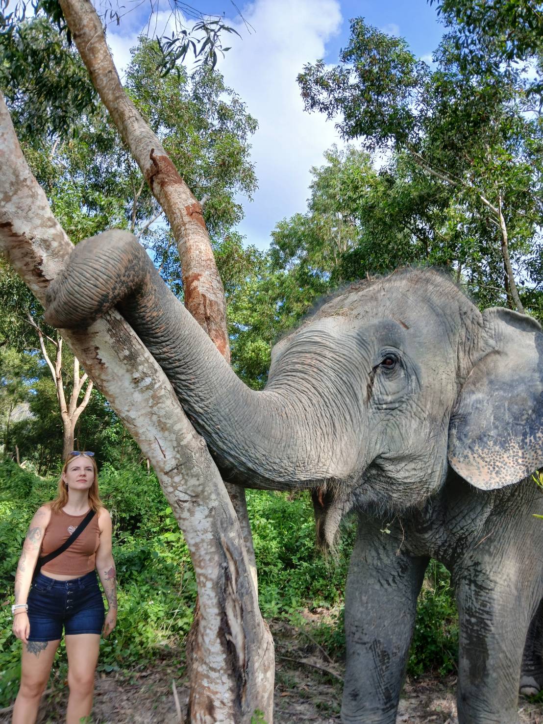 Freedom Elephant Reserve Phuket