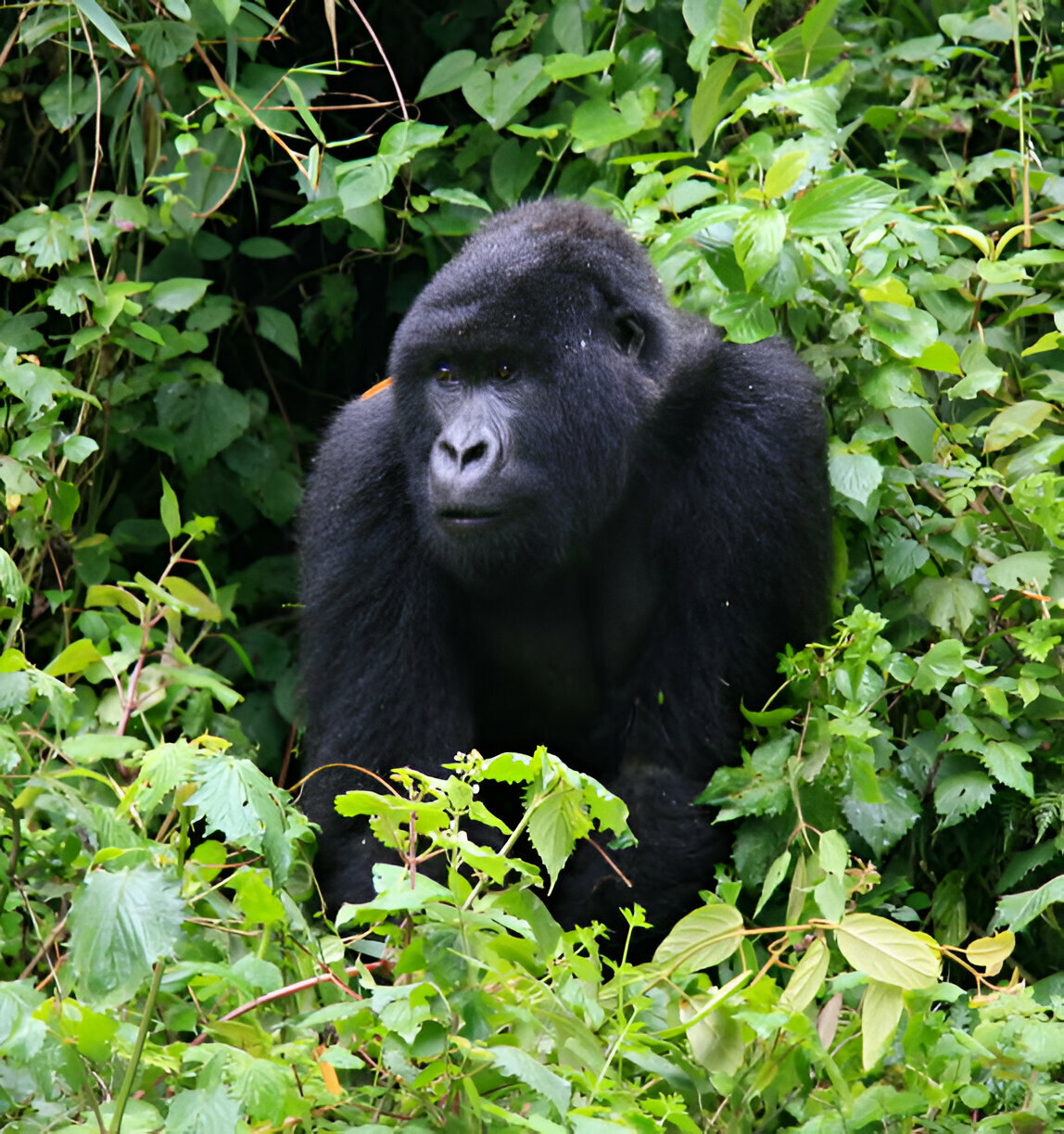 OPENBILL SAFARIS UGANDA