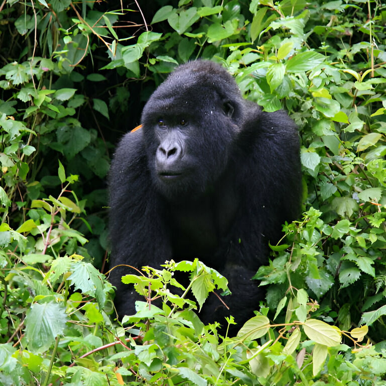 OPENBILL SAFARIS UGANDA